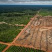 Ilustrasi Deforestasi (Doc. Greenpeace)