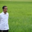 Jokowi dan Program Pangan (Doc. ANTARA)