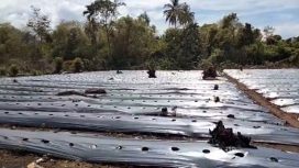 BIbit tanaman cabai mati, diduga karena aktivitas produksi pembakaran karbon PT Lhoong Stia Mining di Aceh Besar.