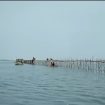 Pagar laut di peraian Tangerang, Banten. (Indonesiawatch.id/Dok KKP)